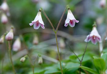 Linnaea_borealis :, Foto: source: Wikicommons unter CC 
