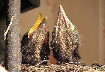 Common Black bird: Foto source: PixaBay 