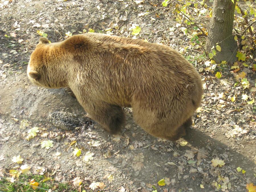 Bern - Bärengraben