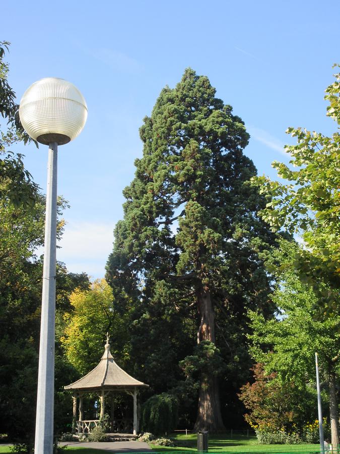 Geneva - English Garden; Sequoia