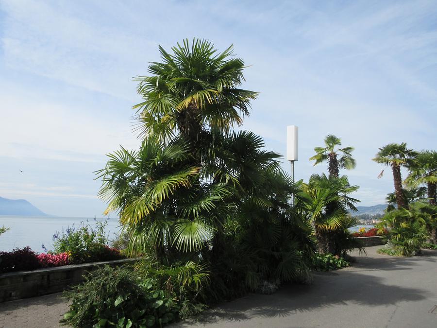 Montreux - Lakeside Promenade