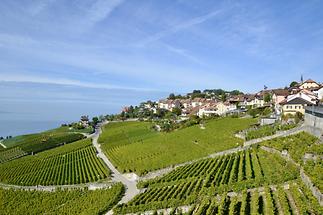 Vevey - Vineyards (1)