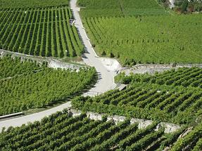 Vevey - Vineyards (2)