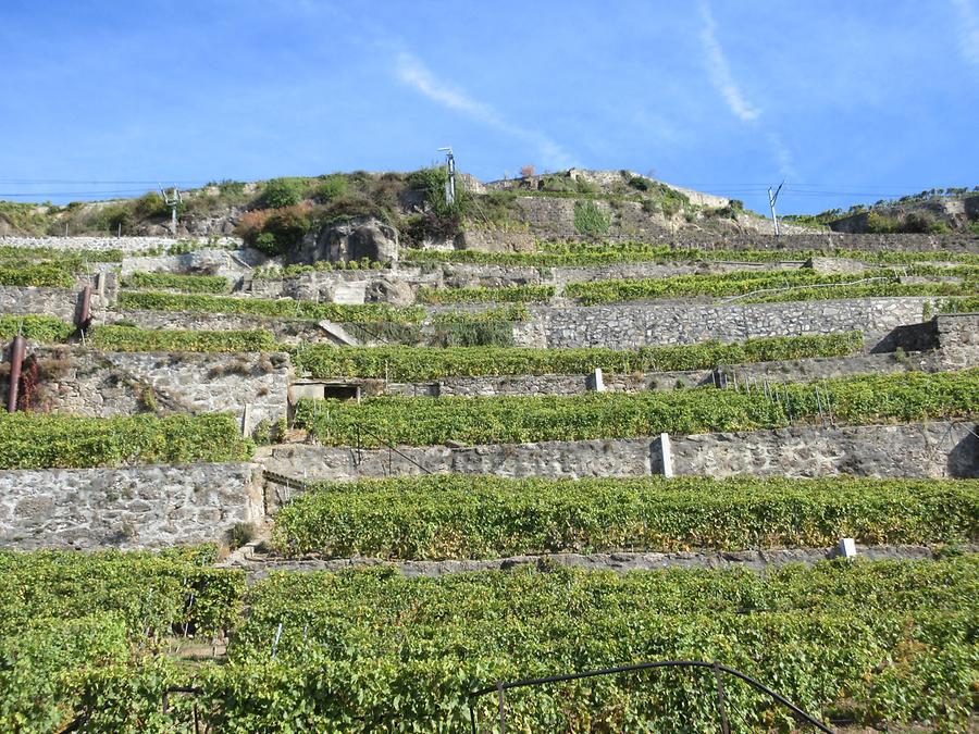 Vevey - Vineyards