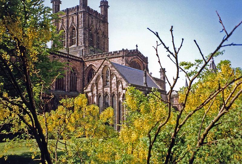 Laburnum trees around Chester Cathedral