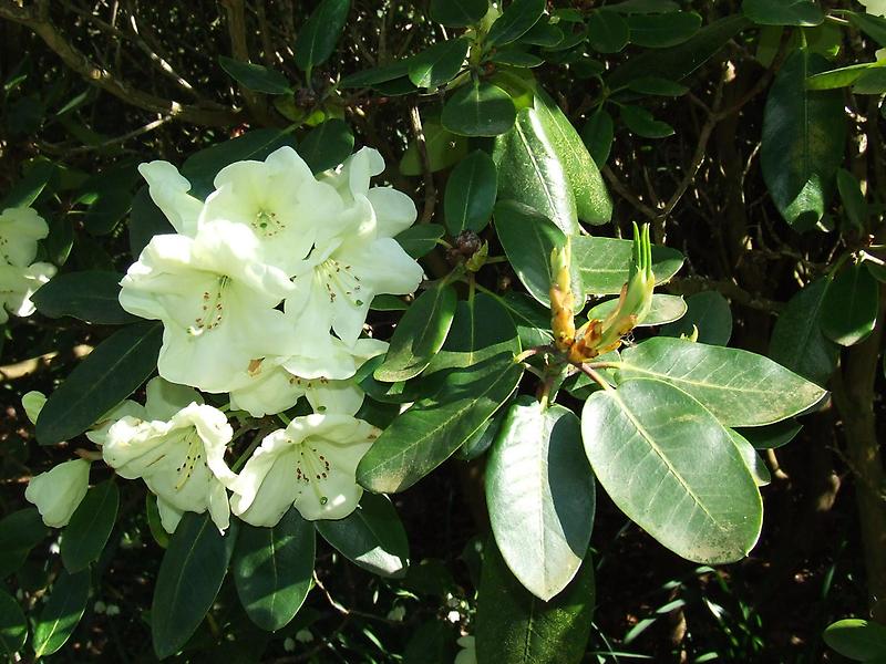 Rhododendron Blossoms (1)