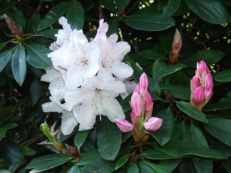 Rhododendron Blossoms (2)