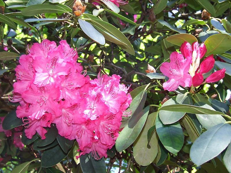 Rhododendron Blossoms (3)