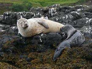 Harvour seal