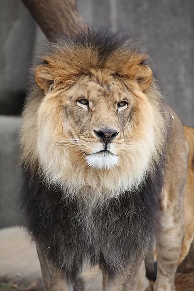 Lion, Foto: source: Wikicommons unter CC 