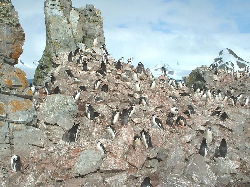 Chinstrap penguin rookery