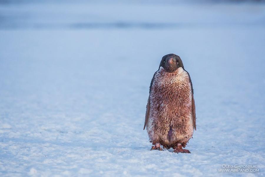 Penguin, © AirPano 