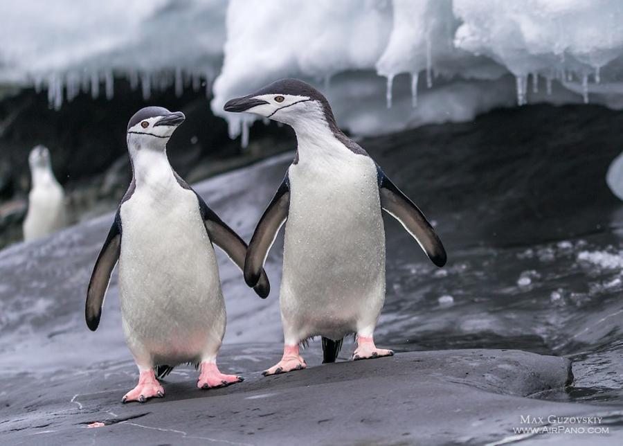 Penguins in Antarctica, © AirPano 