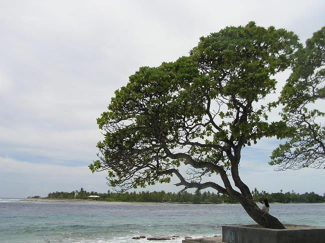 Tree on Rangiroa