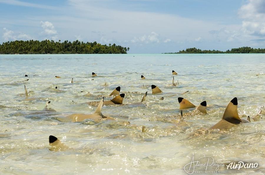 Blacktip sharks. Blue Lagoon. Rangiroa, French Polynesia, © AirPano