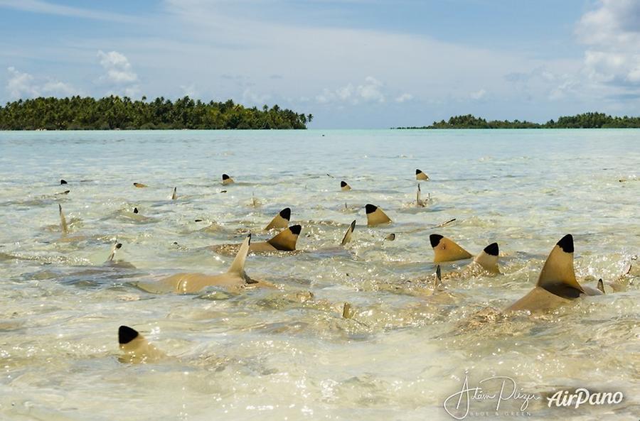 Blacktip sharks. Blue Lagoon. Rangiroa, French Polynesia, © AirPano 