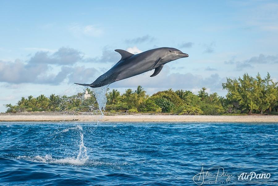 Dolphin. Rangiroa, French Polynesia, © AirPano 