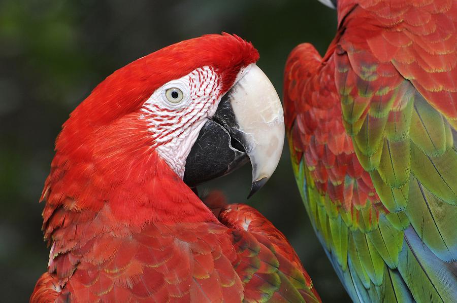 Sint Maarten - Parrot Ville Bird Park