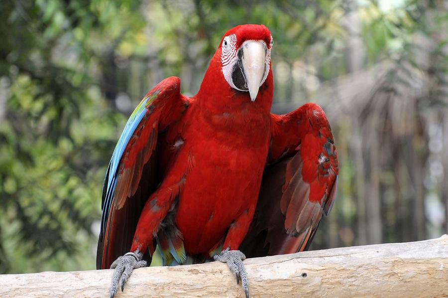 Sint Maarten - Parrot Ville Bird Park