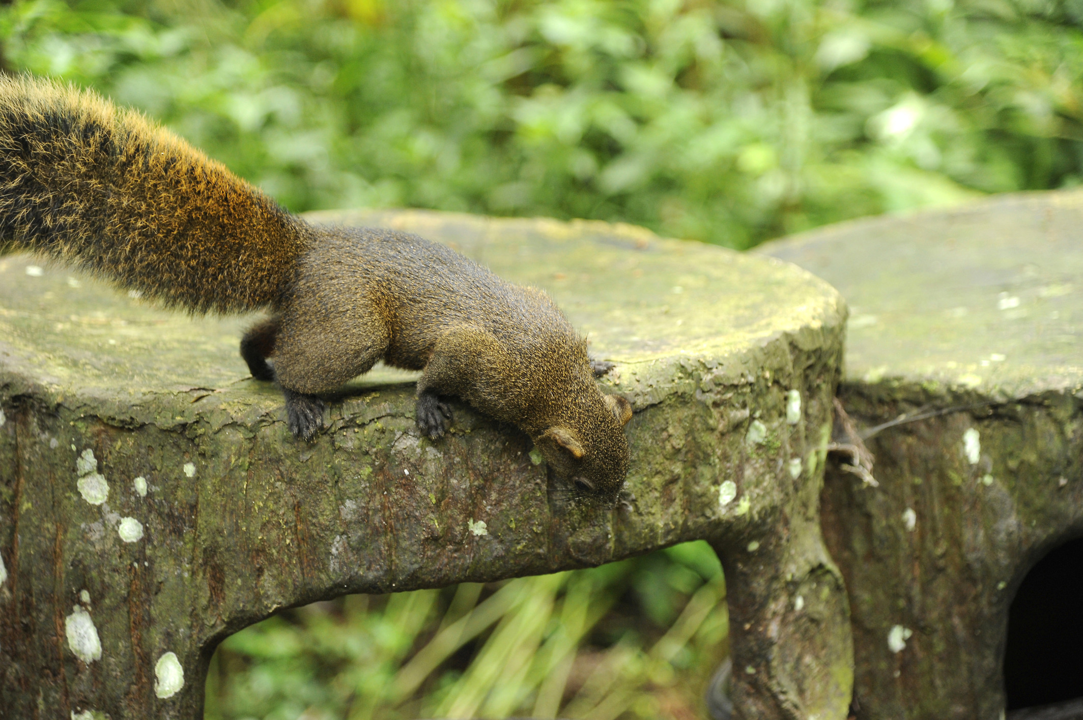 Squirrel, Hsitou Forest Alishan Pictures Taiwan in GlobalGeography