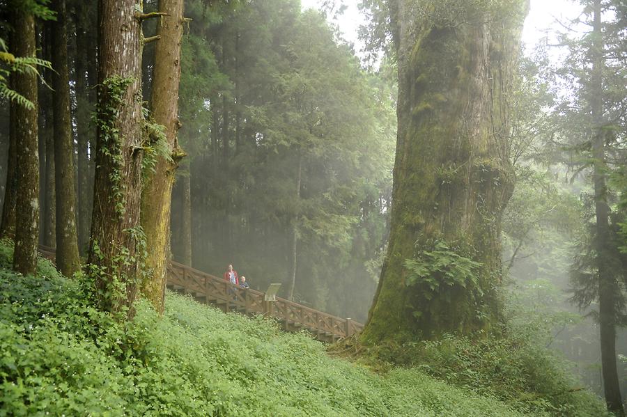 Taiwanias Alishan Forest