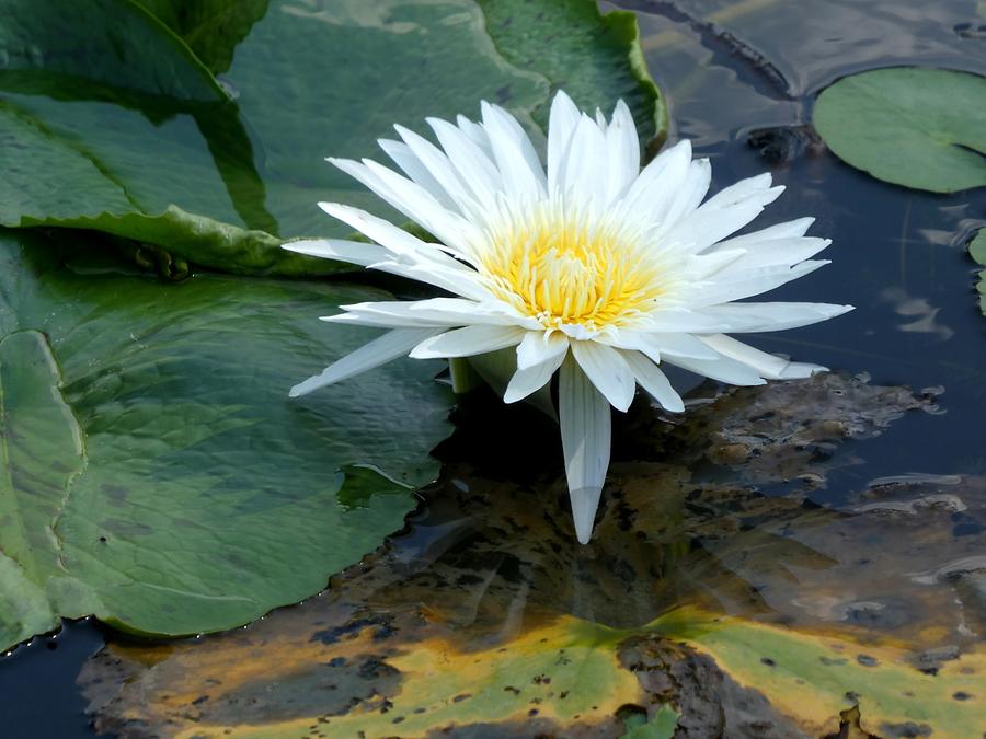Yuchi Township - Sun Moon Lake; Water Lily